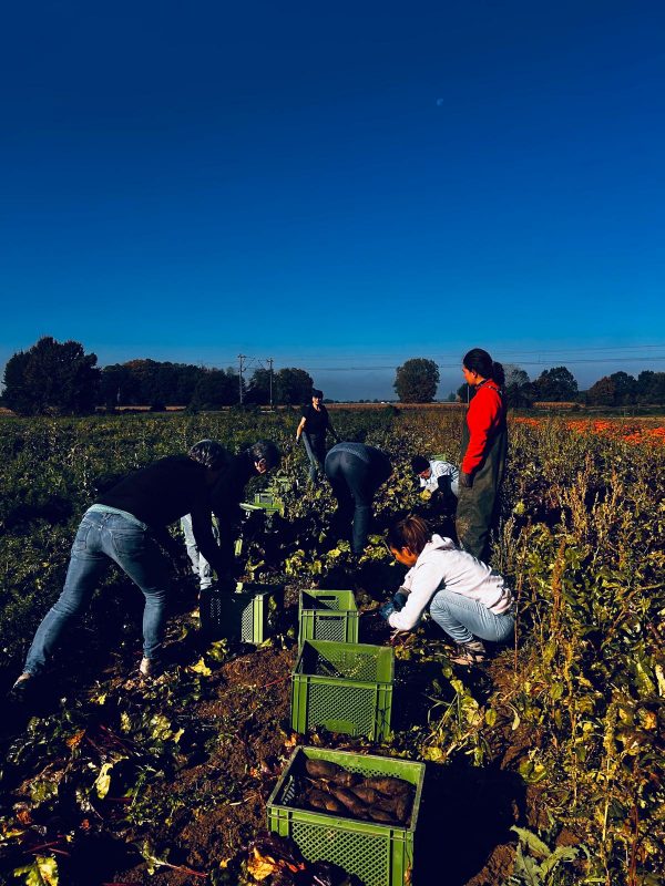 Ackereinsatz ''Rote Bete''