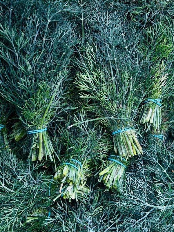 Dill gebündelt